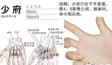 少府穴的准确位置图