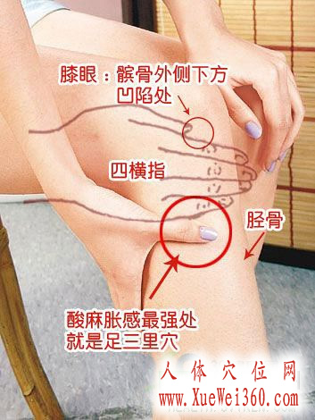 <a href='http://www.liuyanbao.net/rentixueweichaxun/689.html' target='_blank'><u>足三里</u></a>穴位位置图