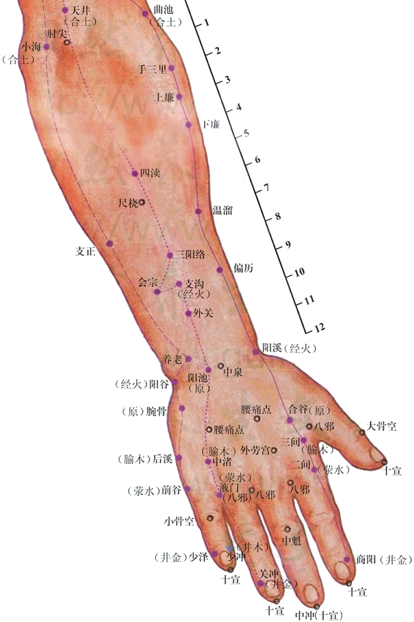 <a href='http://www.liuyanbao.net/rentixueweichaxun/475.html' target='_blank'><u>合谷穴</u></a>：大肠经(图文)
